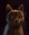 IMG_3134.gif