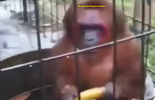 vladmonkey.png