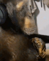 IMG_3875.gif