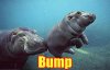 250px-Bump_hippo.jpg