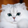 MeowPolice