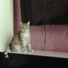 Roofus