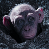 badAPE