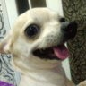 TBapbIHa